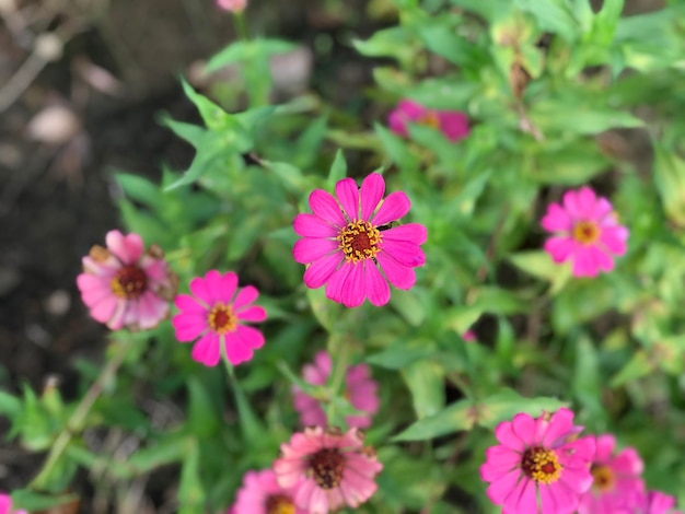 beautiful flower pink color with leaf green nature background fresh natural