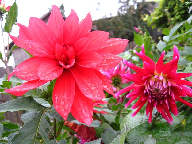 Beautiful flower of pink dahlia after rain