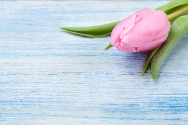 Beautiful flower pink tulip on a blue wooden surface