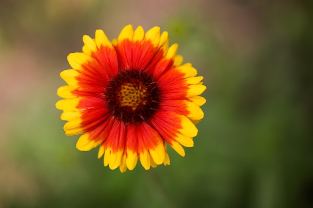 Beautiful flower of redyellow color on a blurred green background in the park