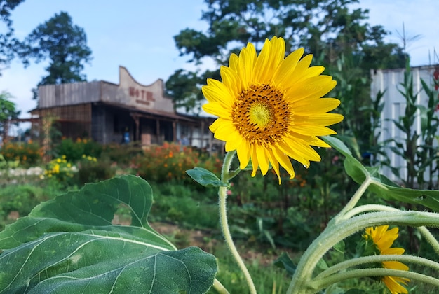 Beautiful flower, sunflower blooming in the morning summer day