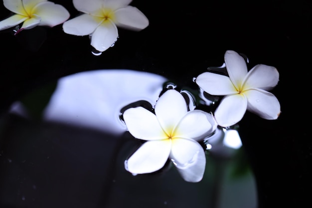 Beautiful Flower On The Water