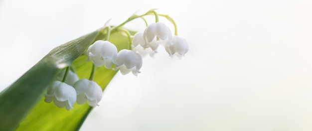 Beautiful flower of white Lily of the valley blooms in the field against the bright sky. 