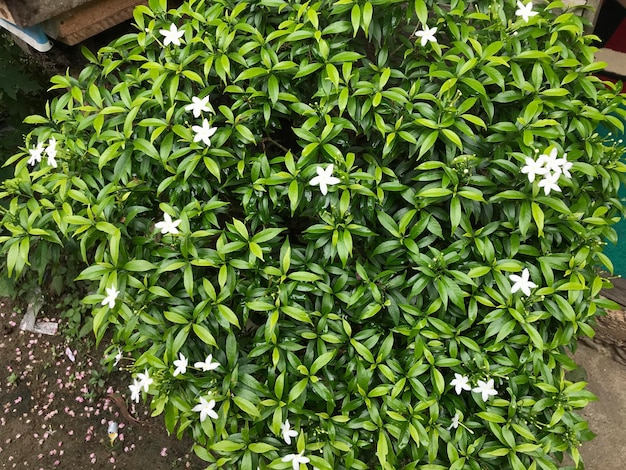 beautiful flower white and pink color with leaf green nature background fresh natural