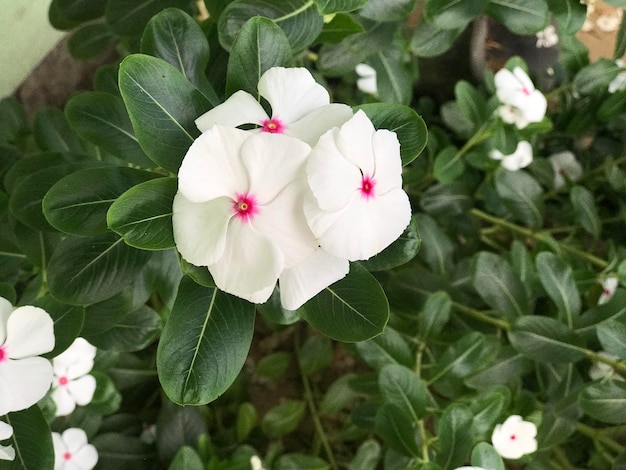 beautiful flower white and pink color with leaf green nature background fresh natural