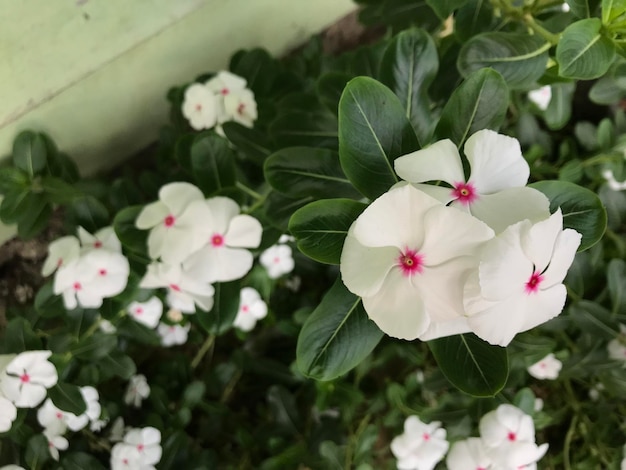 beautiful flower white and pink color with leaf green nature background fresh natural