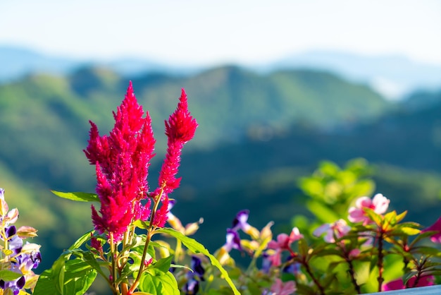 Beautiful flower with mountain hill background