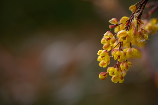 Beautiful flowering barberry bush