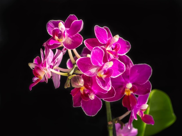 Beautiful flowering branch of the pink aroma orchid phalaenopsis on a black background copy space