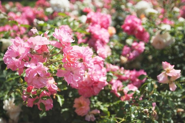 Beautiful flowering bush roses pink color