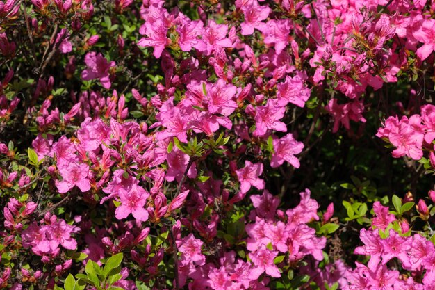 Beautiful flowering bushes of rhododendrons in spring on a sunny day