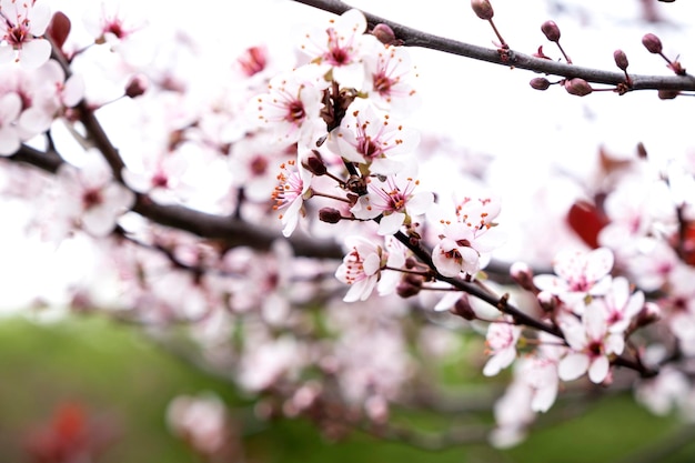 Beautiful flowering cherry tree in spring Cherry flowers close up