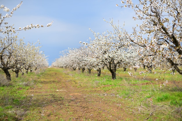 Beautiful flowering cherry trees in the meadow