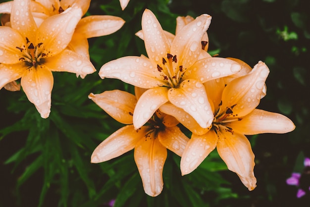 Beautiful flowering cream lily.