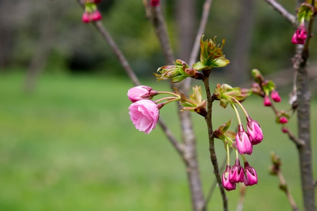 Beautiful flowering Japanese cherry - Sakura. Background with flowers on a spring day.