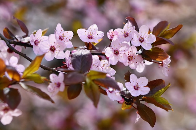 Beautiful flowering Japanese cherry Sakura Season Background Outdoor natural blurred background with flowering tree in spring sunny day