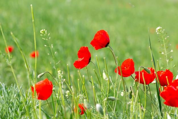 Beautiful flowering meadow of poppies in the rays of the setting sun