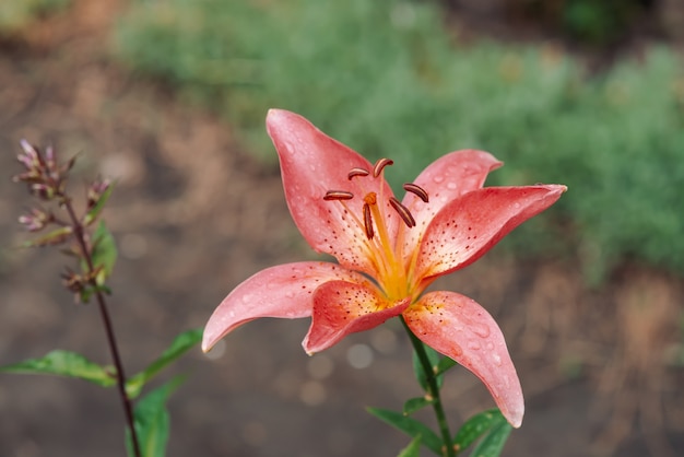 Beautiful flowering pink lily in macro. Amazing picturesque wet blooming flower close-up. Raindrops on colorful plant. Wonderful european perfume flower with dew drops. Droplets on pink petals.