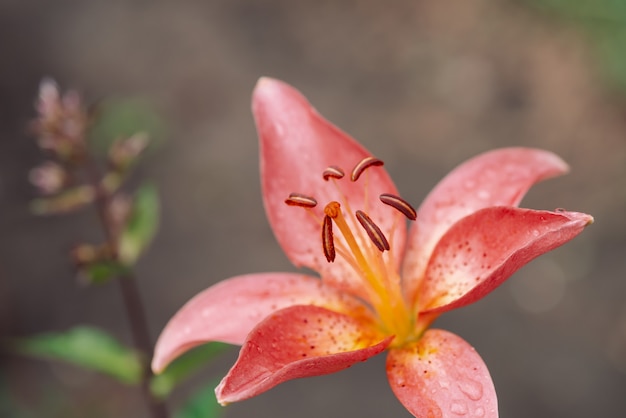 Beautiful flowering pink lily in macro. 