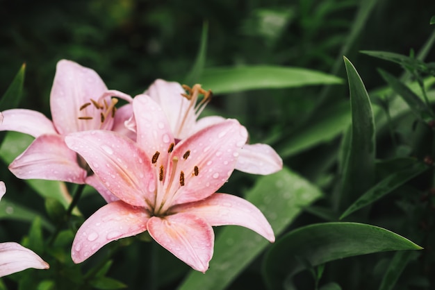 Beautiful flowering pink lily in macro