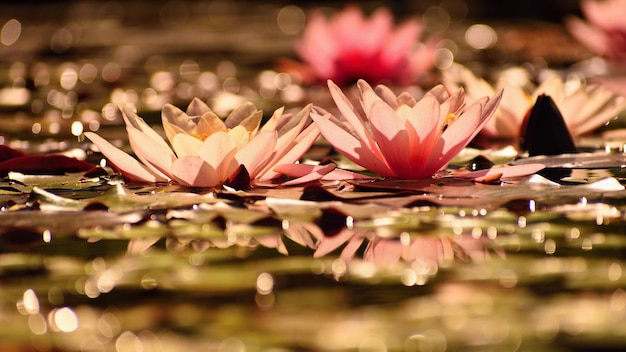 Beautiful flowering pink water lily lotus in a garden in a pond Reflections on water surface