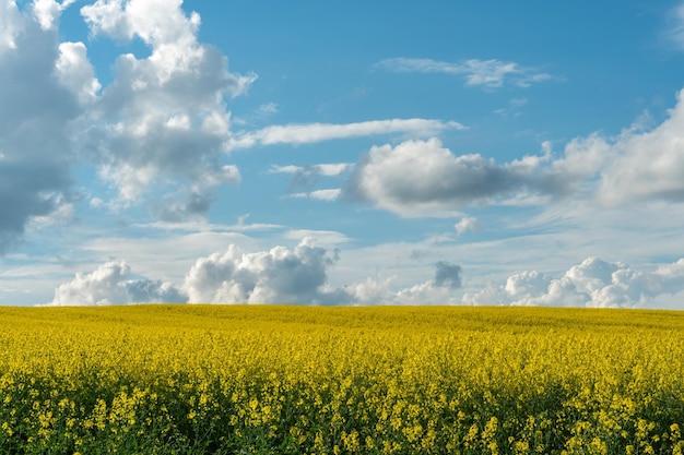 A beautiful flowering rapeseed field against the background of clouds Thunderclouds in anticipation of rain hang over a blooming meadow with flowers and agricultural crops