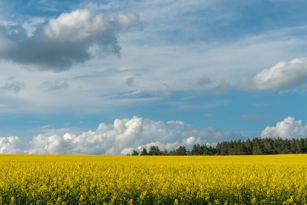 A beautiful flowering rapeseed field against the background of clouds Thunderclouds in anticipation of rain hang over a blooming meadow with flowers and agricultural crops