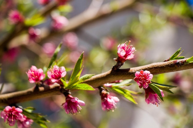 Beautiful flowers as a background