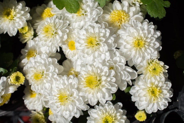 Beautiful flowers as a background