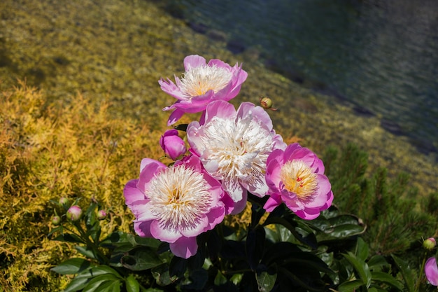 Beautiful flowers as a background