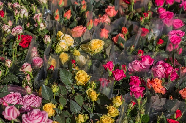 Beautiful flowers as a background