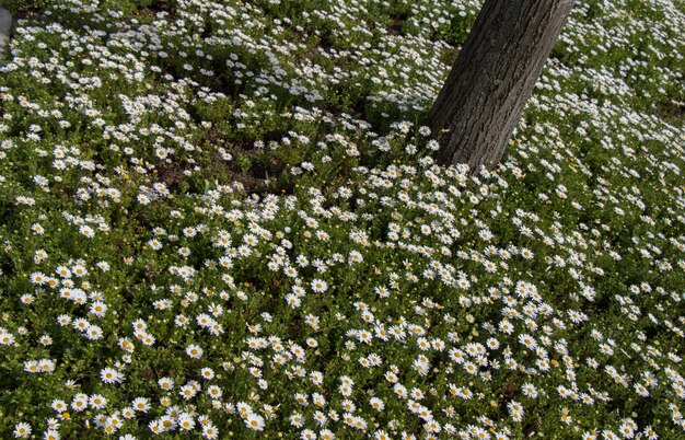 Beautiful flowers as a background