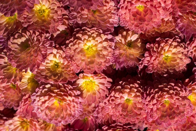 Beautiful flowers as a background