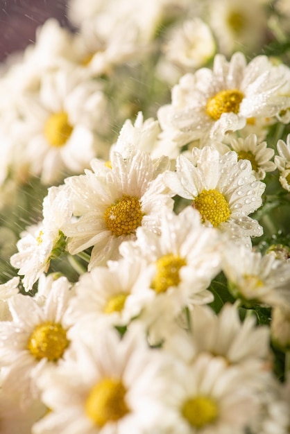 Beautiful flowers beautiful white and yellow flowers from Brazil dark background selective focus