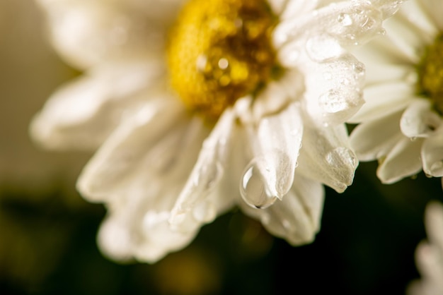 Beautiful flowers beautiful white and yellow flowers from Brazil dark background selective focus