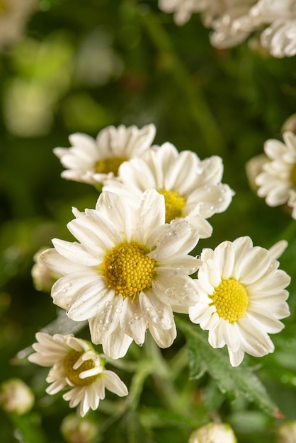 Beautiful flowers beautiful white and yellow flowers from Brazil dark background selective focus