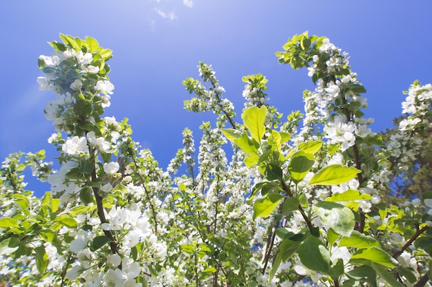 Beautiful flowers on blooming apple tree at sunlight