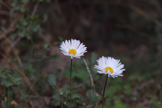 Photo beautiful flowers blooming in the garden bodrum turkey