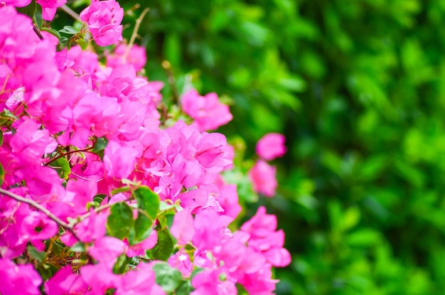 Beautiful flowers of bougainvillea in the hotel on the coast of Egypt