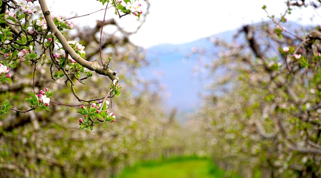 beautiful flowers on a branch of an apple tree blooming orchard in spring and of april beginig of may