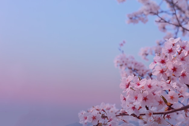 Beautiful flowers Cherry blossom in spring softly blurred background