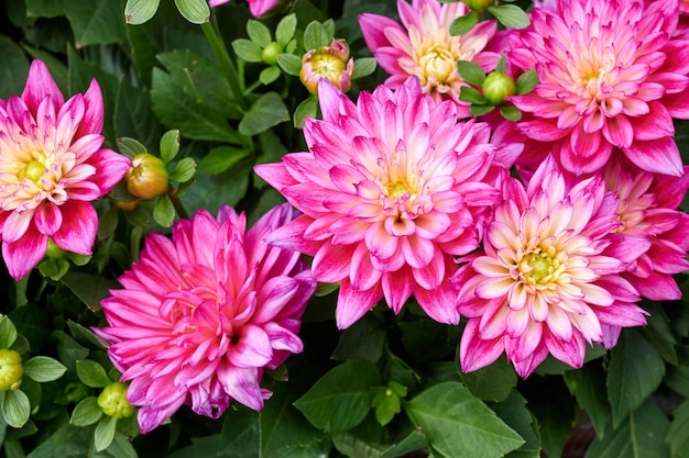 Beautiful flowers of Chinese Aster.