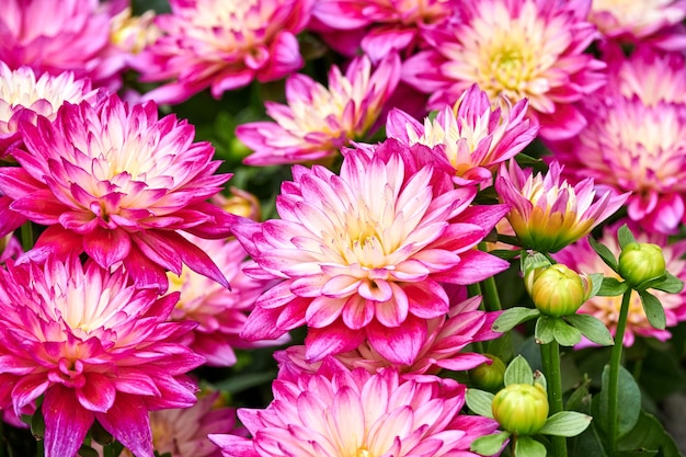 Beautiful flowers of Chinese Aster.