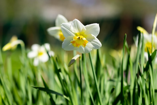 Beautiful flowers of daffodils narcissus glow in morning at sunrise in golden rays of sunshineWhite tender narcissus flowers blooming in garden