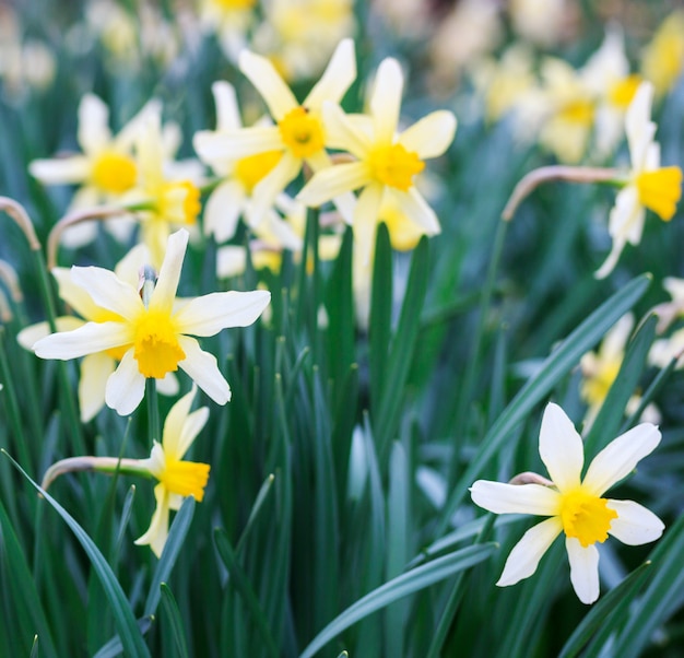 Beautiful flowers of daffodils in the spring morning closeup