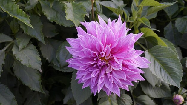 Beautiful flowers of Dahlia pinnata also known as Pinnate Hypnotica