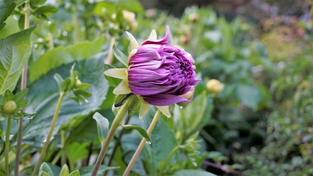 Beautiful flowers of Dahlia pinnata also known as Pinnate Hypnotica