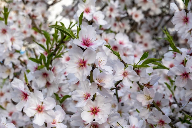 Beautiful flowers from the almond tree