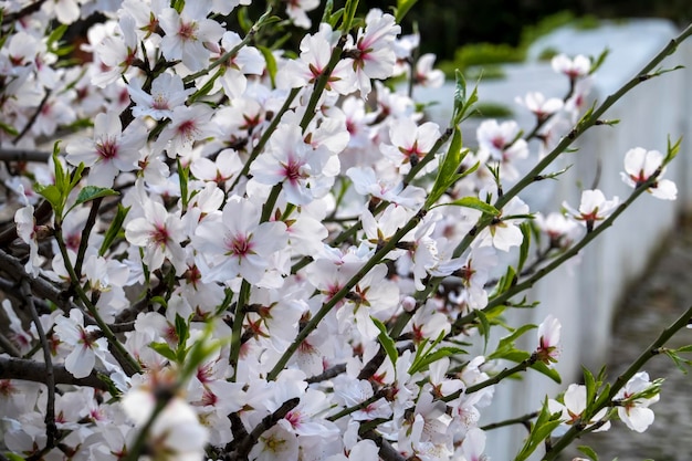 Beautiful flowers from the almond tree