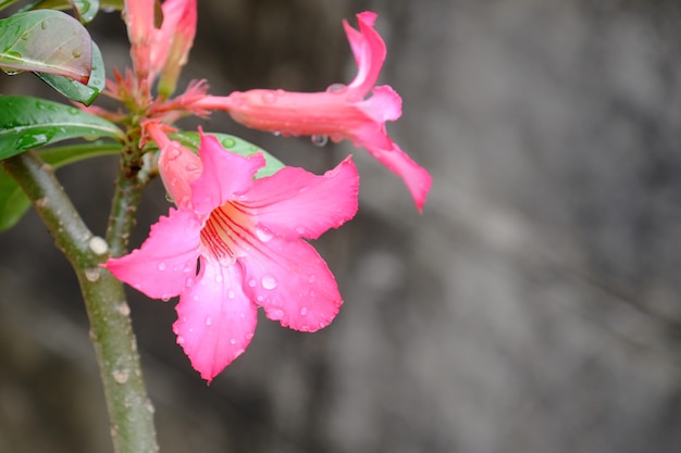 Beautiful flowers in the garden Blooming in the summer.Landscaped Formal Garden. 